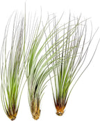 ragnaroc Air Plants - Tillandsia Juncea, Jumbo 8-12" - 3ct - Live Arrival Guaranteed - House Plants for Home Decor & Gift