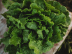 Arianna Batavian Lettuce - 500 Seeds - Non-GMO Batavian Lettuce Seeds for Planting in The Home Garden, Thresh Seed Company