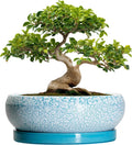 Bonsai Pots - 13 Inch Ceramic Succulent Pots with Drainage Hole and Tray, Large Succulent Planter Indoor Outdoor, Round Planter, Shallow Plant Pot, House Decor, Gifts for Plant Lover, Blue