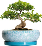 Bonsai Pots - 13 Inch Ceramic Succulent Pots with Drainage Hole and Tray, Large Succulent Planter Indoor Outdoor, Round Planter, Shallow Plant Pot, House Decor, Gifts for Plant Lover, Blue