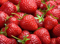 Harvest Glow Strawberry Plants - Grow Tasty Strawberries - Bare Root Plants (30 Plants)
