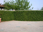 Creeping Fig Plant Ficus Pumila Climbing Vine - 30 Live Fully Rooted Plants
