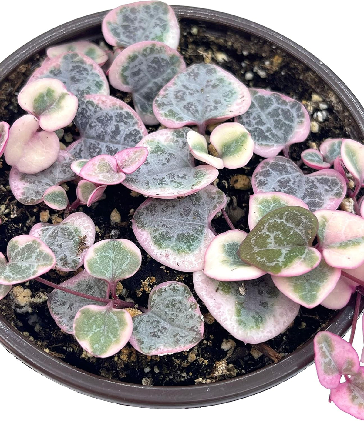 Live Succulent 4" Variegated String of Hearts, Succulents Plants Live, Succulent Plants Rooted, Hanging House Plant for Home Office Decoration, DIY Projects Party Favor Gift by The Succulent Cult