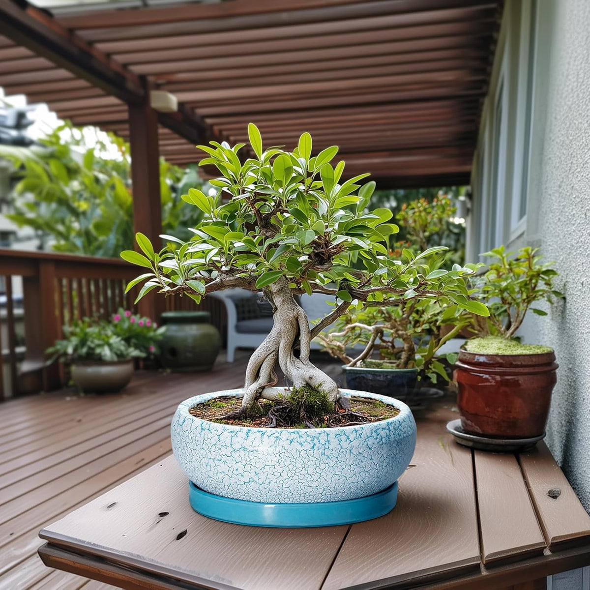 Bonsai Pots - 13 Inch Ceramic Succulent Pots with Drainage Hole and Tray, Large Succulent Planter Indoor Outdoor, Round Planter, Shallow Plant Pot, House Decor, Gifts for Plant Lover, Blue