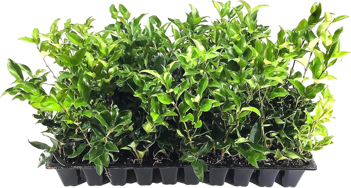 Curled Leaf Privet - Ligustrum Japonicum Recurvifolium - 30 Live Plants - Evergreen Flowering Privacy Hedge