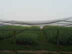 Excursions Aviary Netting 1" Heavy Knotted Poultry Net (50' x 50')