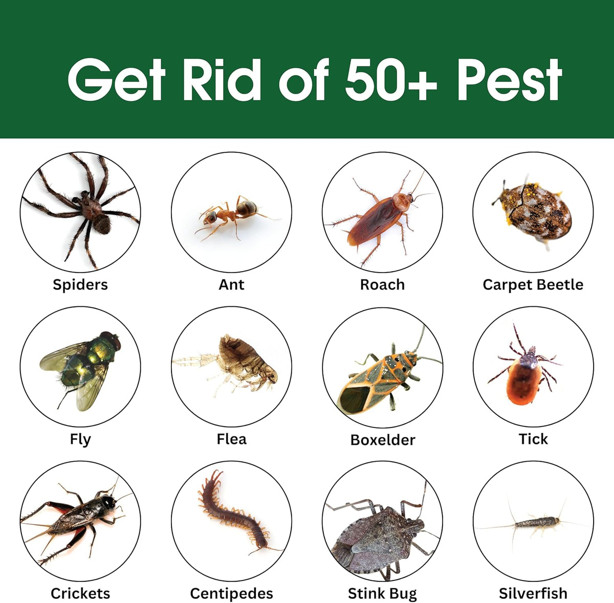 Insect & Pest Control Spray – Natural Essential - Bug Killer & Insect Repellent, Kills Ant, Spiders, Carpet Beetles, Roaches, Flies- Safe for Pets & Family, Indoor & Outdoor Use 16OZ