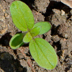 Seed Needs Sunflower Seeds to Plant The Original Crazy Blend | 500+ Heirloom Seeds 15+ Varieties Open Pollinated & Untreated | Resealable Bulk Package Multicolored Blooms Flower Seed