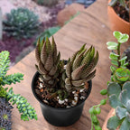 Sprout N Green Haworthia coarctata VAR. adelaidensis, Rare Live Succulent Plant Fully Rooted in 2inch Starter Pot, Home Office Indoor Outdoor Wedding Decoration DIY Projects Party Favor