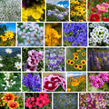 Pacific Northwest Wildflower Seeds for Planting - 4 Oz ~160,000+ Non-GMO Seeds - 25 Varieties Including Lupine, Columbine, Baby Blue Eyes & More - Pollinator Friendly Bulk Mix