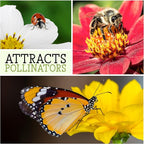 Seed Needs, Black Hollyhock Seeds - 100 Heirloom Seeds for Planting Alcea rosea - Great for Gothic Gardens, Open Pollinated Biennial that Attracts Pollinators (1 Pack)