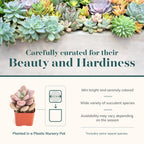 Shop Succulents Pastel Succulent Plant Pack Collection - Live Mini Succulent Plants, Low Maintenance, Bright & Serene Colors & Textures - Wedding and Party Favors, Gift & Garden, Pack of 4