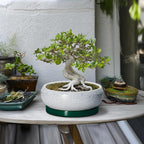 Succulent Planters 10 Inch - Ceramic Bonsai Pots with Drainage Hole and Saucer, Large Succulent Pots Indoor, Shallow Planter, Round Bowl Planter Outdoor, Patio Decor, Plant Lover Gift, Green