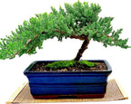 Live Dwarf Juniper Bonsai Tree 12+ Years Old with Bamboo mat| Juniper or Jade Bonsai Tree | Indoor/Outdoor | 100% Handcrafted| Home and Office Décor | Best Gift for Holiday (style3)