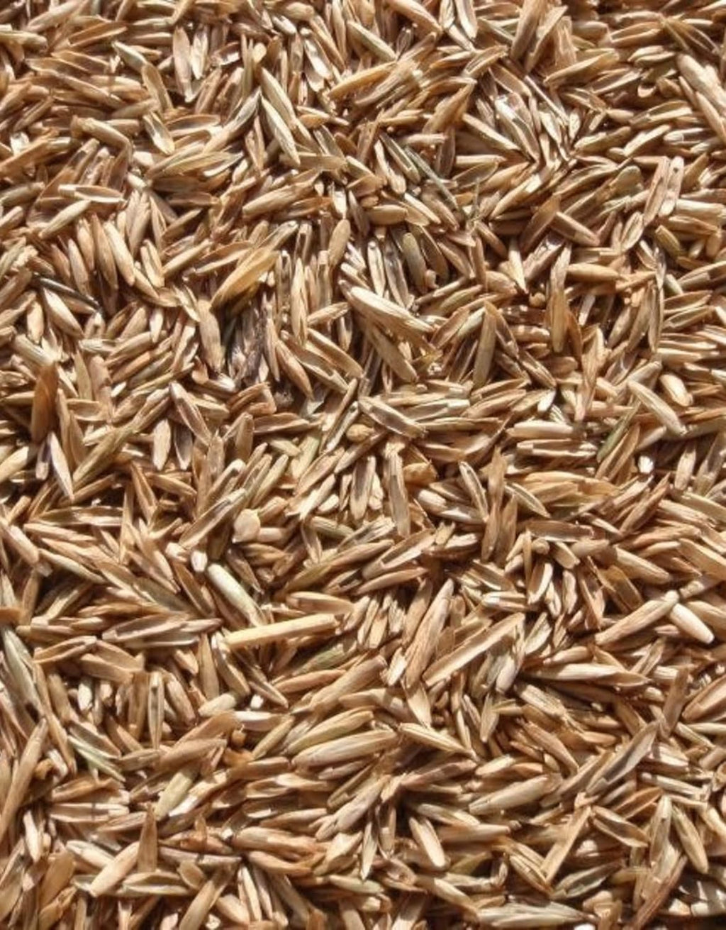 Annual Ryegrass Seeds for Planting - Premium Quality Rye Grass (22 Pounds)