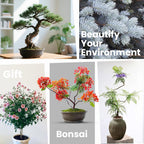 5 Pack Bonsai Tree Kit - Unique Gardening Gift Set for Plant Lovers | Complete Japanese Bonsai Starter Kit with Seeds, Tools & Planters | Ideal Christmas, Birthday Gifts for Women & Men