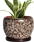 SQOWL Ceramic Plant Pots - 6 Inch Ceramic Planter for Indoor Outdoor, Small Flower Pots with Drainage Hole and Saucer, Decorative Round Planter, Home Office Decor, Plant Lover Gifts, White