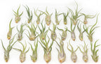 Tillandsia Caput Medusae Air Plants - Live Succulent House Plants - Available in Wholesale and Bulk - Home and Garden Decor - Easy Care Indoor/Outdoor Air Plant (Pack of 25)