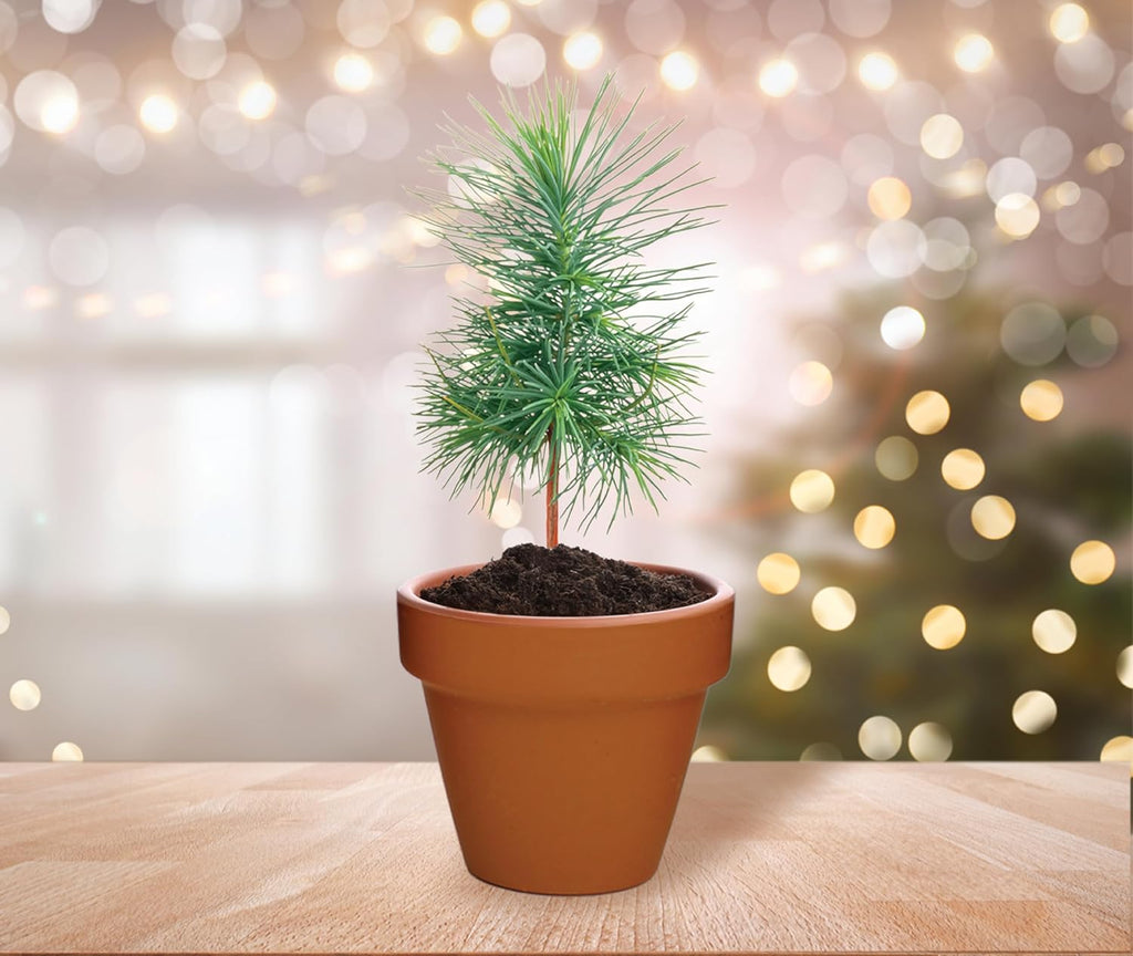 BUZZY Seeds Spruce Terracotta Mini Grow Pots – Indoor Tree Starter Kit Bulk 20-Pack – DIY Planting Kit – Grow Mini Spruce Trees for Gardening, Classroom Projects, Crafts, Gifts & Earth Day