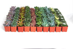 Shop Succulents Assorted Succulent Plant Pack Collection - Live Mini Succulent Plants, Low Maintenance, Mixture of Colors & Textures - Wedding and Party Favors, Gift & Garden, Pack of 64