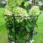 Large Obelisk Trellis Peony Cage 24.6x17 Inches - Premium Metal Plant Support for Outdoor Gardens, Easy Assembly, Sturdy Design, Perfect for Climbing Plants