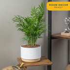 Costa Farms Parlor Palm, Neanthebella Tropical Live Plant, Easy to Grow Palm Houseplant Potted in Décor Plant Pot, Unique Plant Lover Gift, Living Room Home and Office Décor, 1 Foot Tall