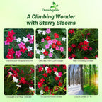 Outsidepride Mixed Cypress Vine Seeds - 200 Pcs Annual Flower Seeds with Nectar-Rich, Star-Shaped Flowers & Feathery, Fern-Like Leaves for Fences, Trellises, Pergolas & Vertical Gardens