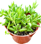 Live Succulent (4" String of Fish Hooks), Succulents Plants Live, Succulent Plants Fully Rooted, Rare House Plant for Home Office Decoration, DIY Projects, Party Favor Gift by The Succulent Cult