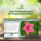 Outsidepride Rose Cypress Vine Seeds - 200 Pcs Annual Flower Seeds with Nectar-Rich, Star-Shaped Flowers & Feathery, Fern-Like Leaves for Fences, Trellises, Pergolas & Vertical Gardens