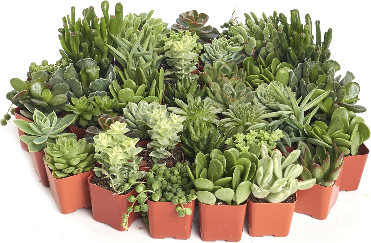 Shop Succulents Verde Succulent Plant Pack Bulk Collection - Live Mini Succulent Plants, Low Maintenance, Mix of Green Succulents & Textures - Wedding and Party Favors, Gift & Garden, Pack of 100