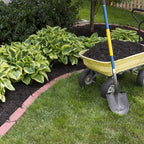 6 Pack of Mixed Heart-Shaped Hosta Bare Roots Plants - Rich Green Foliage, Low Maintenance for Your Home and Garden, Shipped Fresh & Daily from Our Coolers. 1000's Sold