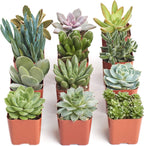 Shop Succulents Unique Succulent Plant Pack Collection - Live Mini Succulent Plants, Low Maintenance, Exceptional Colors & Textures - Wedding and Party Favors, Gift & Garden, Pack of 12