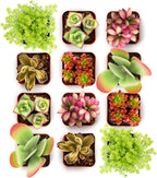 Shop Succulents Endless Summer Succulent Pack Collection - Live Mini Succulent Plants, Low Maintenance, Colors & Textures - Wedding and Party Favors, Gift & Garden, Pack of 12
