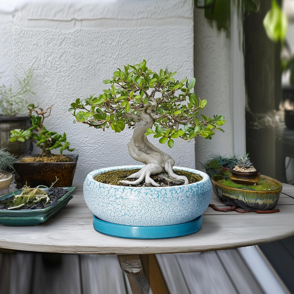 Bonsai Pots 10 Inch - Shallow Ceramic Planters for Indoor Outdoor, Succulent Pots with Drainage Hole and Saucer, Round Planter Bowl, Succulent Planter, Garden Decor, Housewarming Gifts, Blue