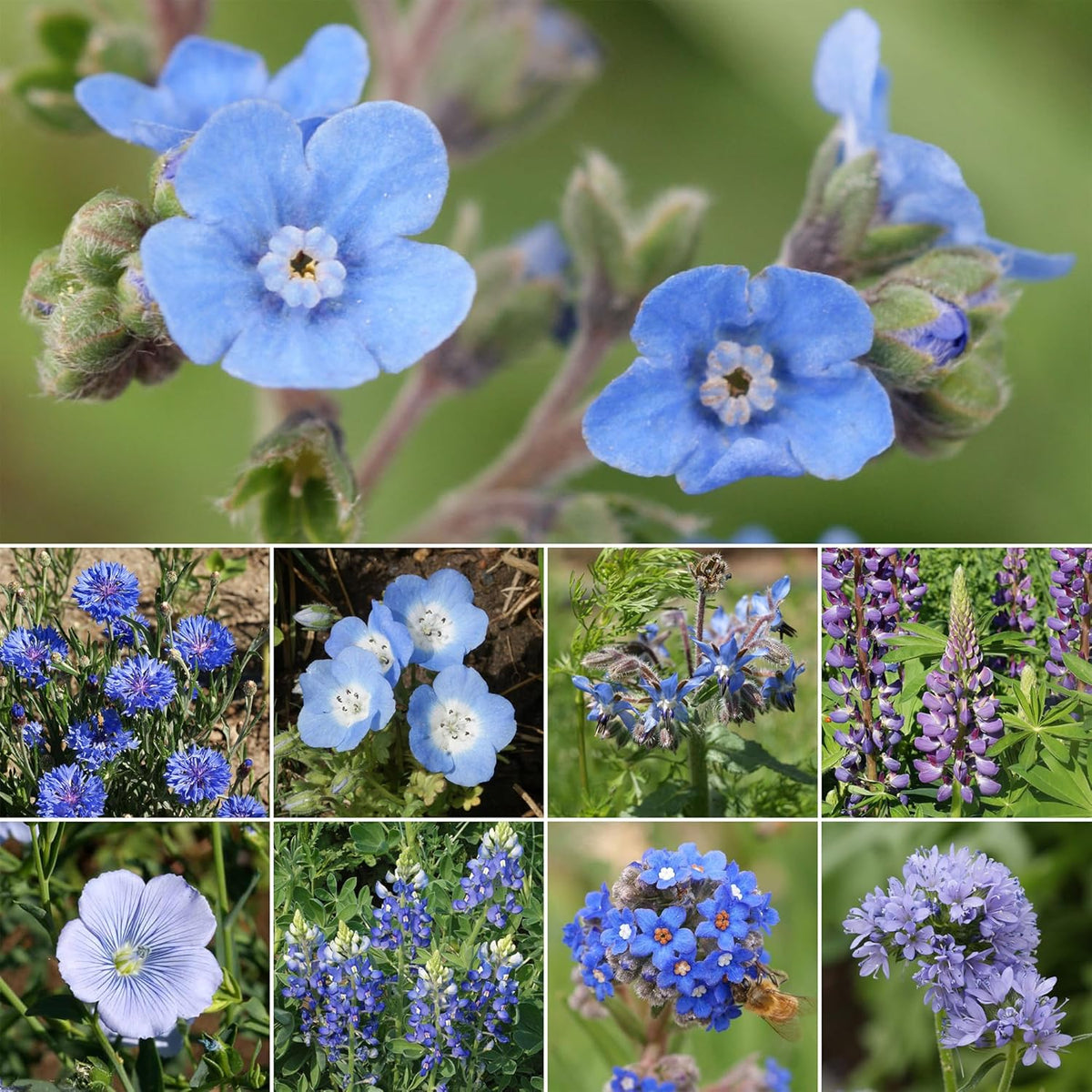 Ferry-Morse Blue Mix Bulk Wildflower Seeds, 1lb