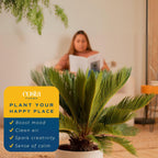 Costa Farms Sago Palm Live Plant | 2-3 Feet Tall | Easy to Grow Live Indoor Houseplant in 10-Inch Decorative Plant Pot | Unique Housewarming or Birthday Gift | Office, Room and Home Decor