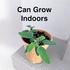 Lemon Eucalyptus (Corymbia citriodora) Live Plant - Fragrant Indoor/Outdoor Plant with Natural Insect Repellent Citronella Oil (4 eucal-Lemon sacs)