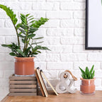 Phoenix Vine 4 Inch 6 Inch Self Watering Plants Pots, Design Terracotta Pots for Plants, Indoor Cylinder Terra Cotta Planter with Glass Vase Set, 51-A-G-46
