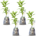 Night Blooming Jasmine Live Plant - Cestrum Nocturnum. Fragrant Flowering Shrub for Garden, Patio or Window (4 ngt.jas sacs)