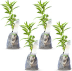 Night Blooming Jasmine Live Plant - Cestrum Nocturnum. Fragrant Flowering Shrub for Garden, Patio or Window (4 ngt.jas sacs)
