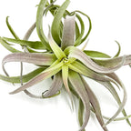 ragnaroc Air Plants - Tillandsia Cacticola, Jumbo 6-9" - 3ct - Live Arrival Guaranteed - House Plants for Home Decor & Gift