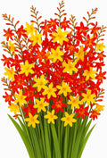Crocosmia Mixed Color Flower Bulbs for Planting - Easy to Grow, Amazing Color (5 Bulbs)
