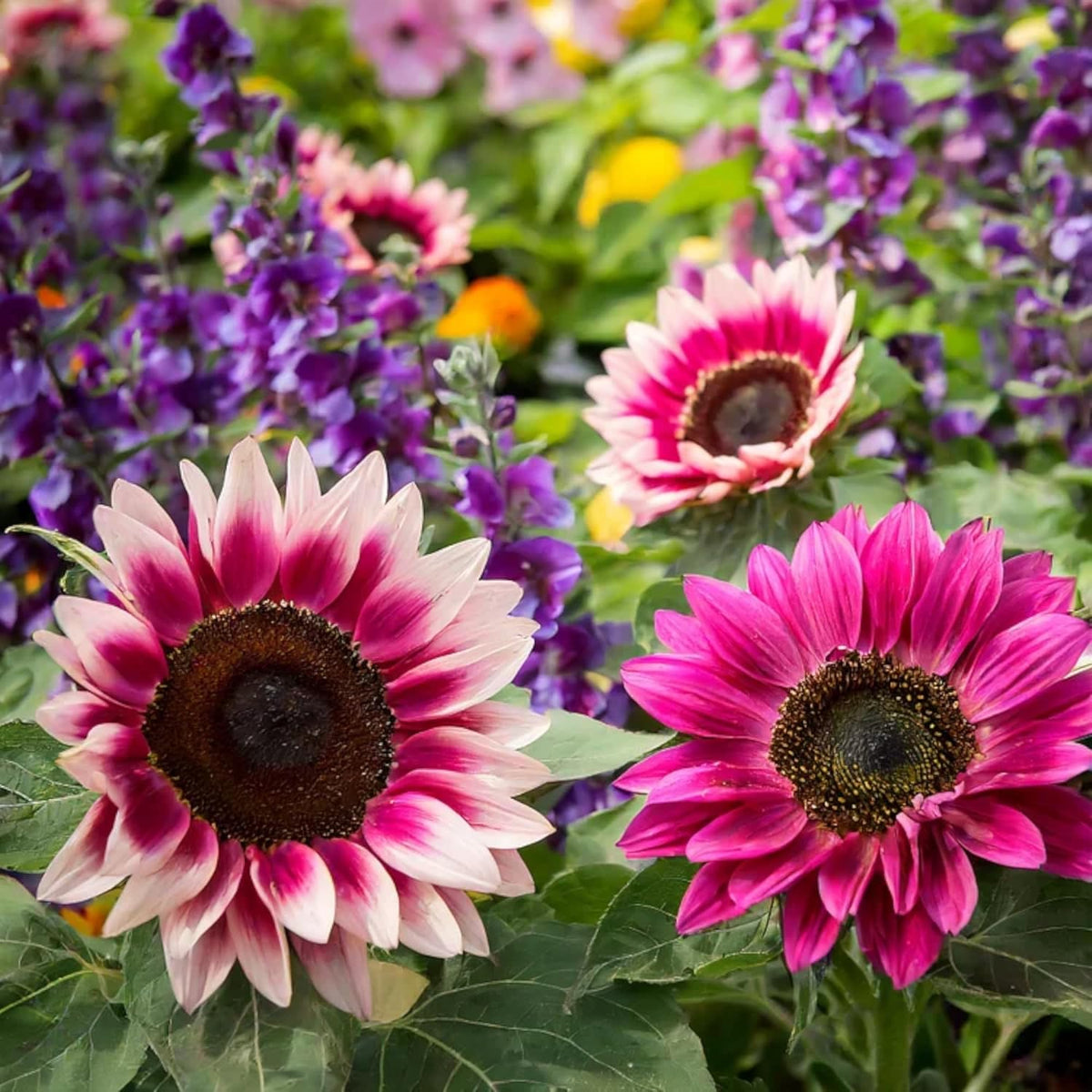 50pcs Rare Strawberry Pink Sunflower Seeds - Non-GMO Heirloom, Easy Grow Instructions Included - Unique Garden Addition