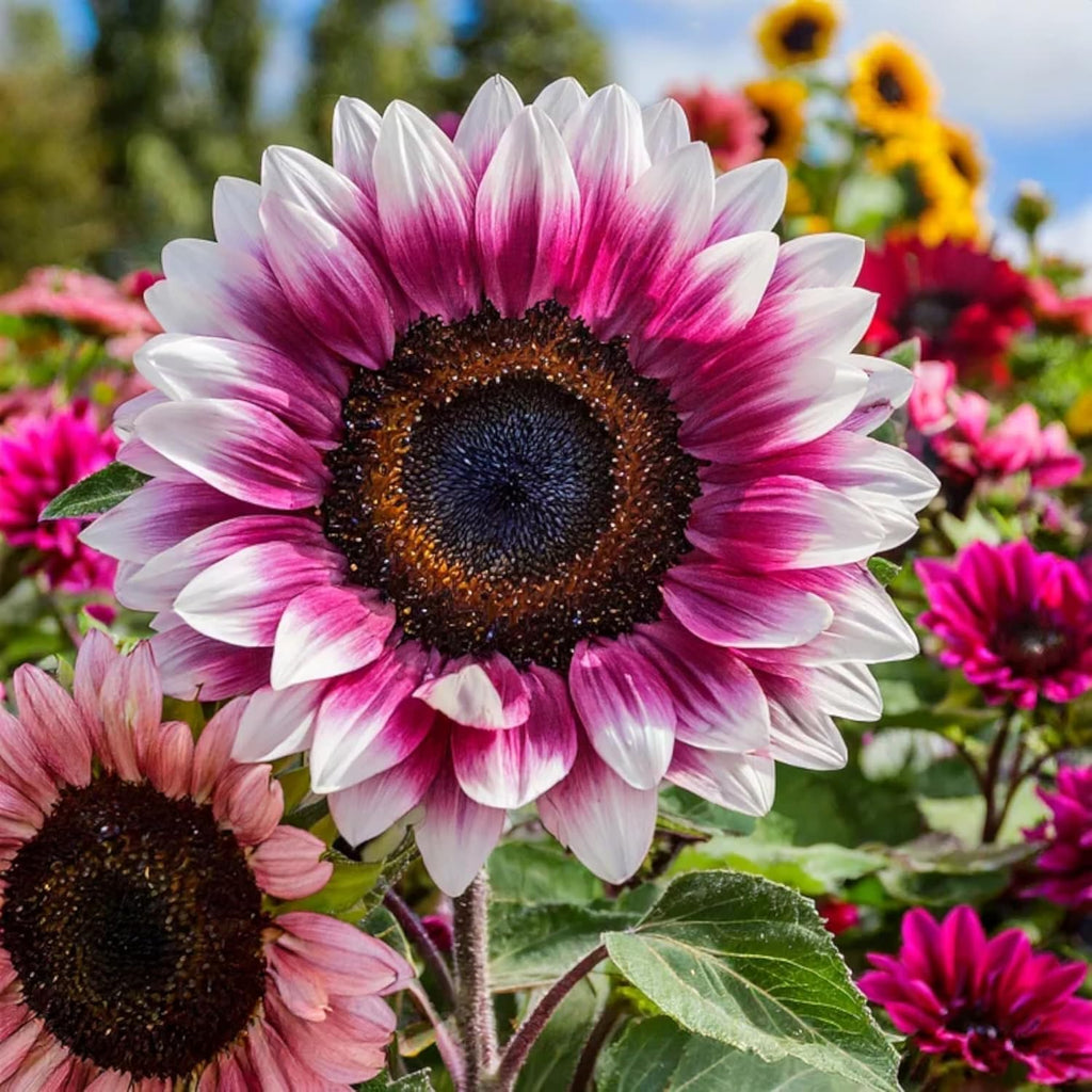 50pcs Rare Strawberry Pink Sunflower Seeds - Non-GMO Heirloom, Easy Grow Instructions Included - Unique Garden Addition
