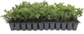 Prince of Wales Juniper - 50 Live Plants - Drought Tolerant Cold Hardy Evergreen Ground Cover