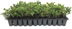 Prince of Wales Juniper - 50 Live Plants - Drought Tolerant Cold Hardy Evergreen Ground Cover