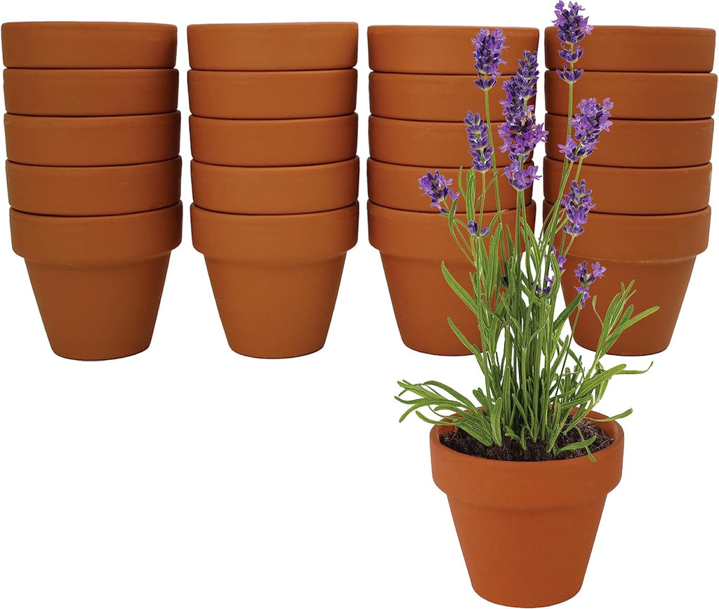 BUZZY Seeds Terracotta Mini Grow Pots | Herb, Plant, Flower Starter Kit for Kids & Adults | Assorted 20-Pack, | Lavender Seeds Guaranteed to Grow | Indoor Grow Your Own Plant Gardening Gift
