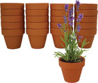 BUZZY Seeds Terracotta Mini Grow Pots | Herb, Plant, Flower Starter Kit for Kids & Adults | Assorted 20-Pack, | Lavender Seeds Guaranteed to Grow | Indoor Grow Your Own Plant Gardening Gift