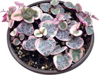 Live Succulent 4" Variegated String of Hearts, Succulents Plants Live, Succulent Plants Rooted, Hanging House Plant for Home Office Decoration, DIY Projects Party Favor Gift by The Succulent Cult