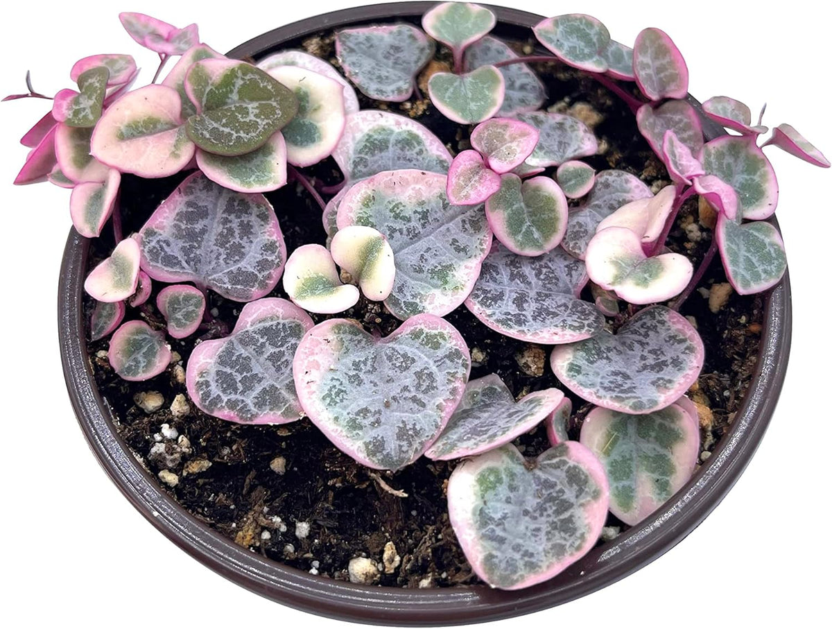 Live Succulent 4" Variegated String of Hearts, Succulents Plants Live, Succulent Plants Rooted, Hanging House Plant for Home Office Decoration, DIY Projects Party Favor Gift by The Succulent Cult